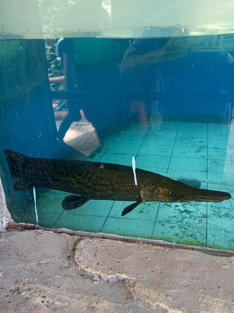 Alligator gar (Atractosteus spatula)