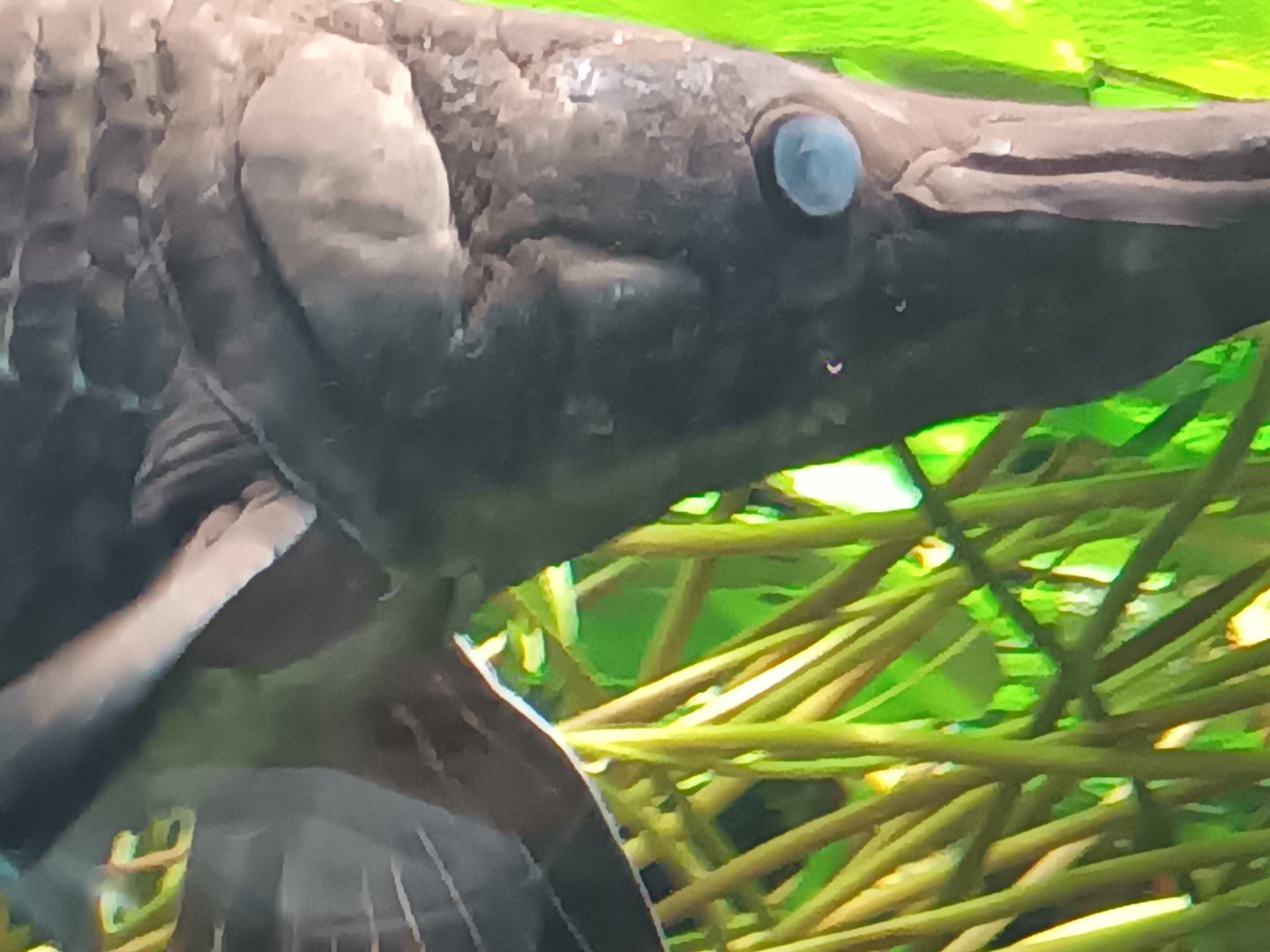 Alligator Gar Closeup
