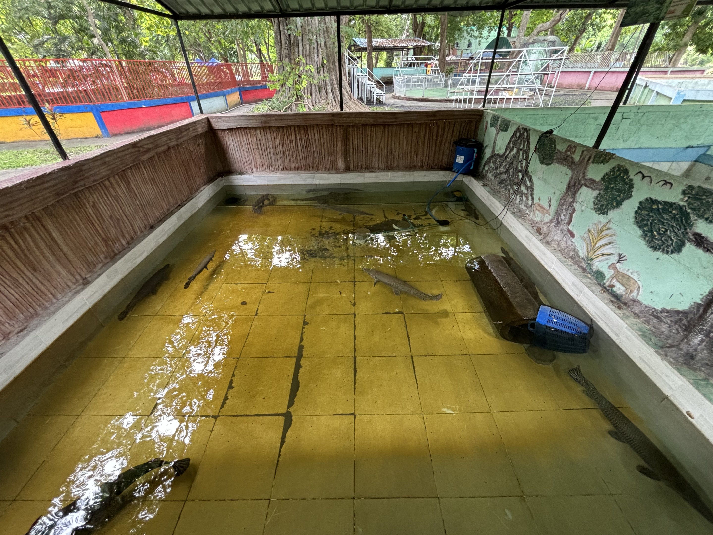 Alligator Gar Exhibit - Lopburi Zoo