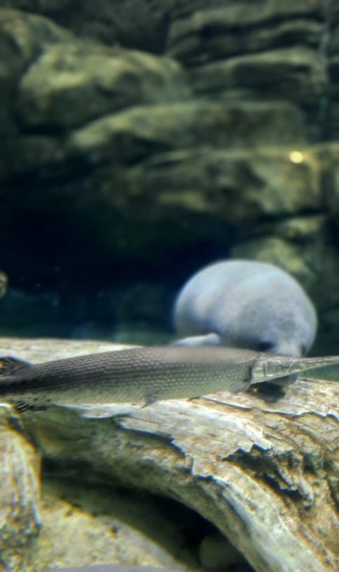 Alligator gar in Manatee tank