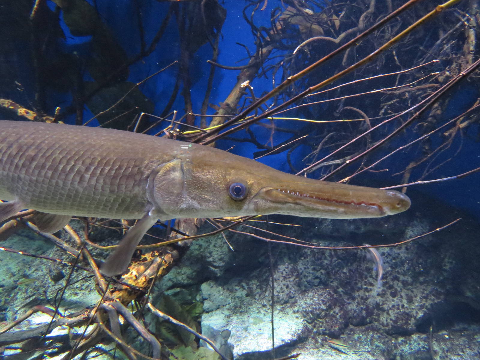 Alligator gar, June 2015.