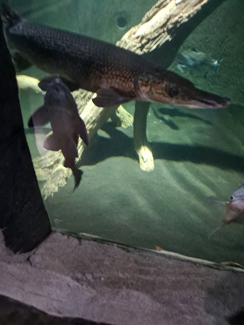 Alligator Gar/Plecostomus/Giant Gourami ("Giant Predator Fish" tank, (4/19/25)