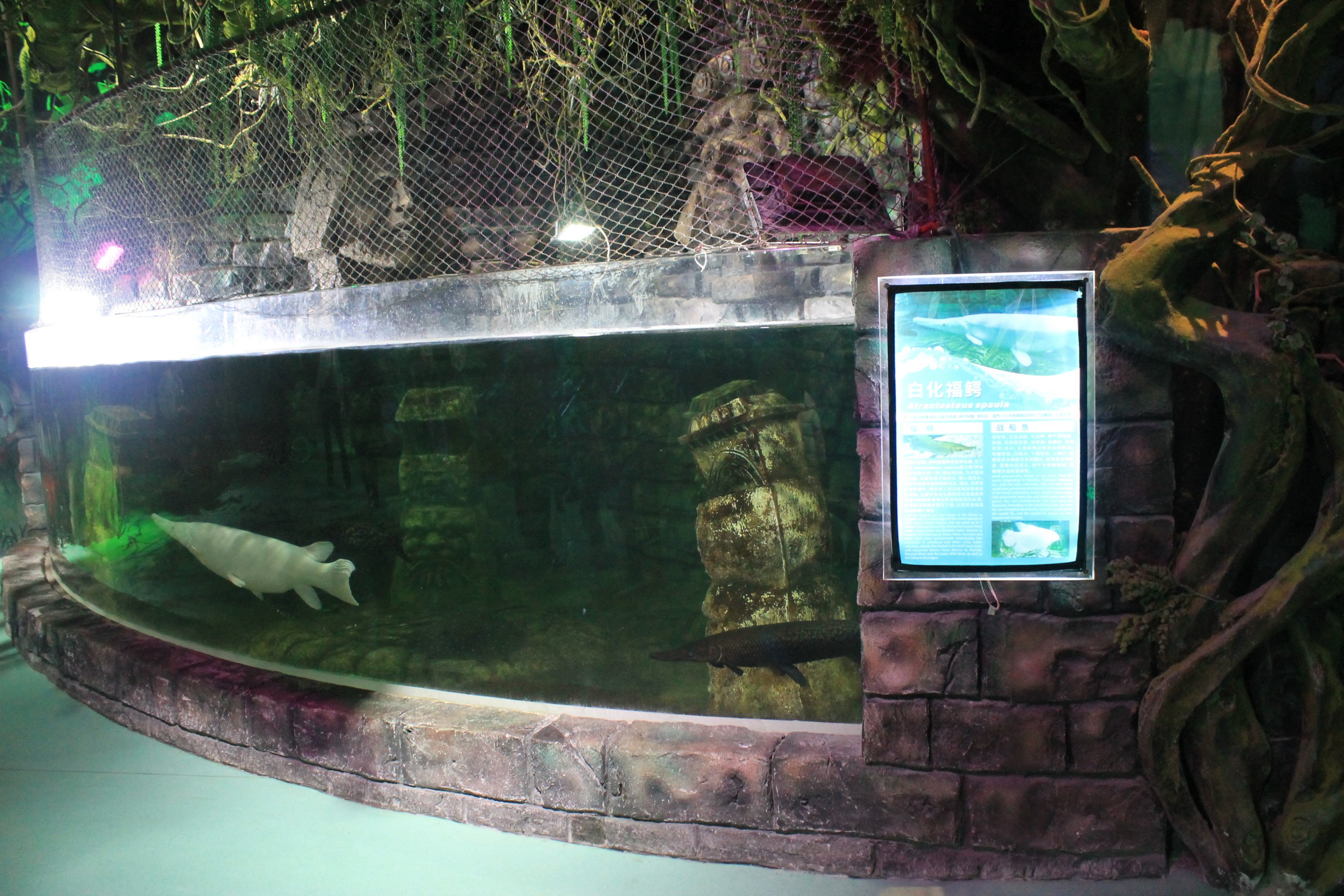 Alligator Gar tank at Fantasy Aquarium, Xi'an