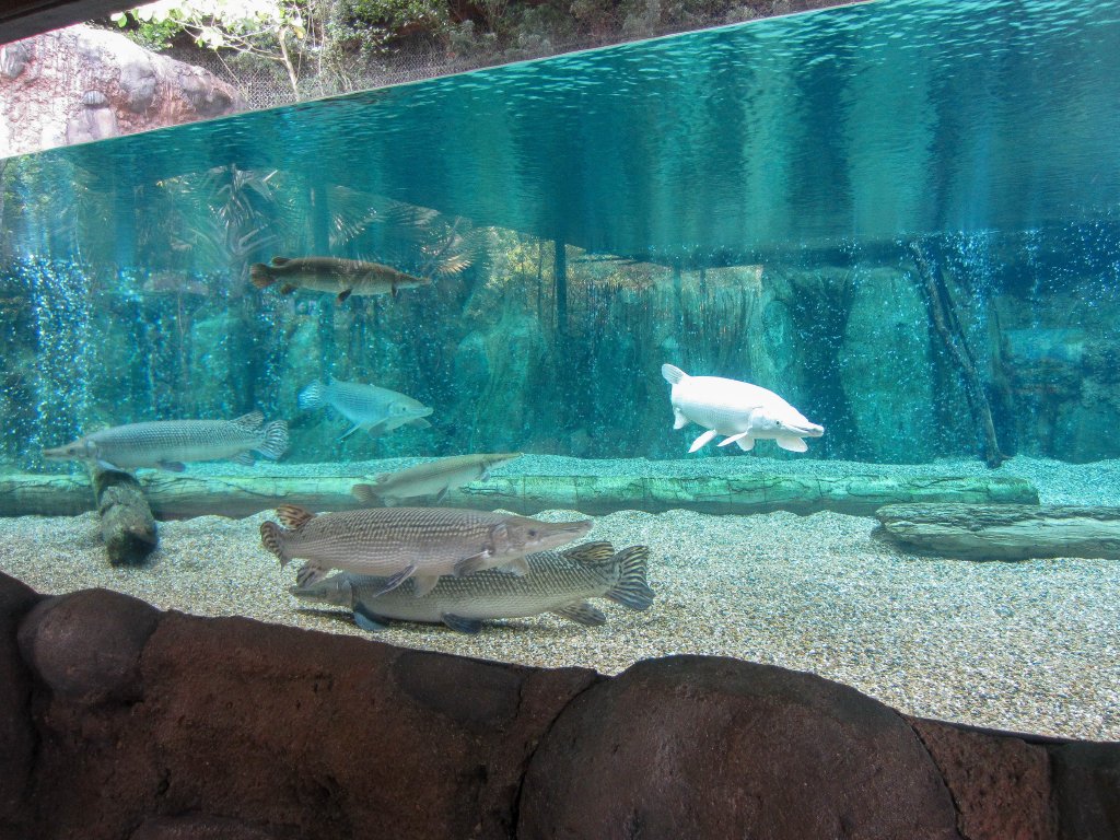 Alligator Gar tank