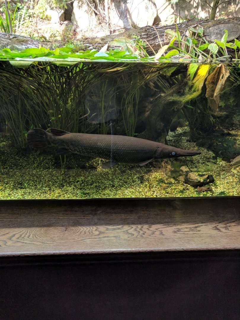 Alligator Gar Wilhelma 2019