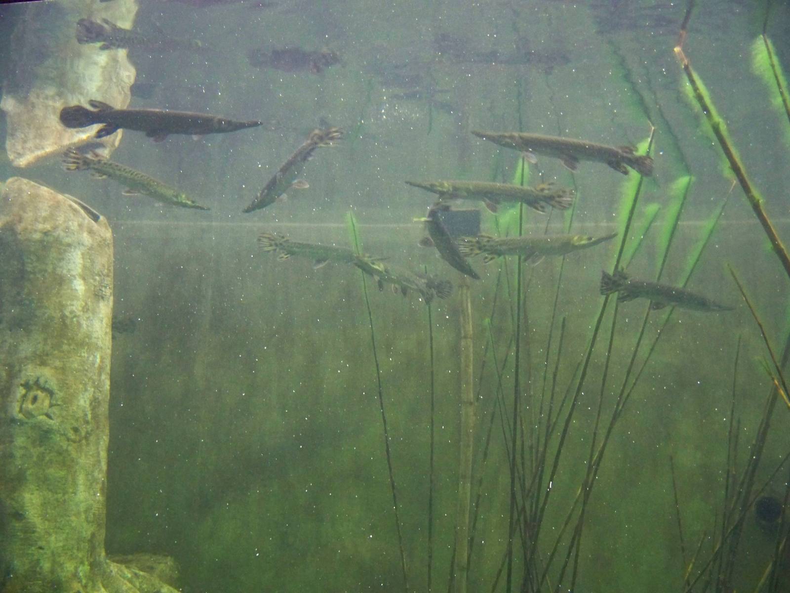 Alligator Gar