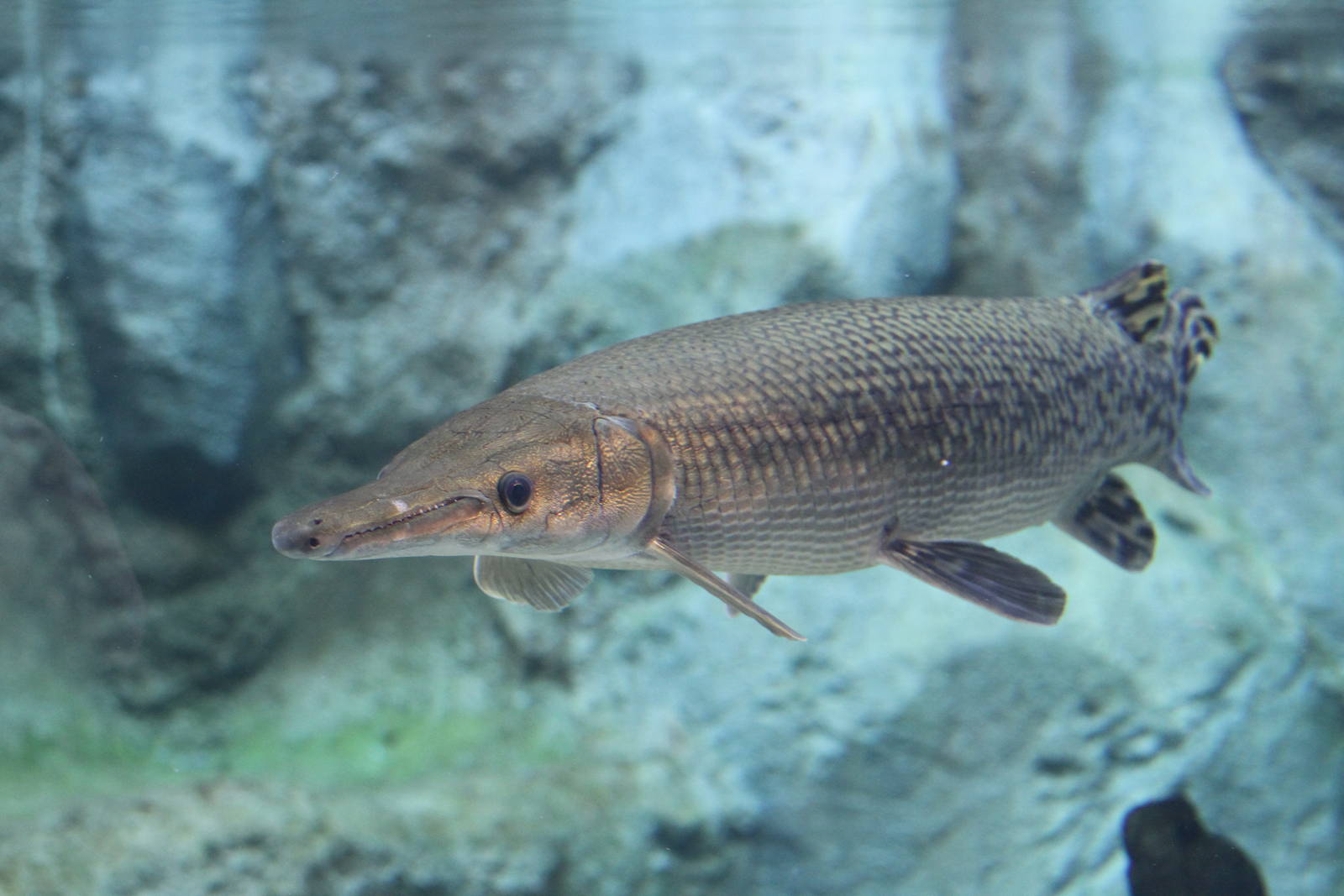Alligator Gar