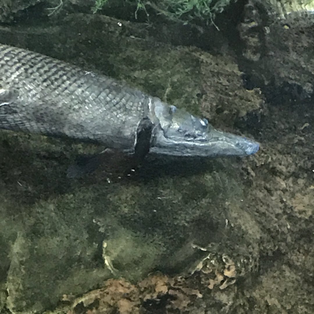 Alligator gar