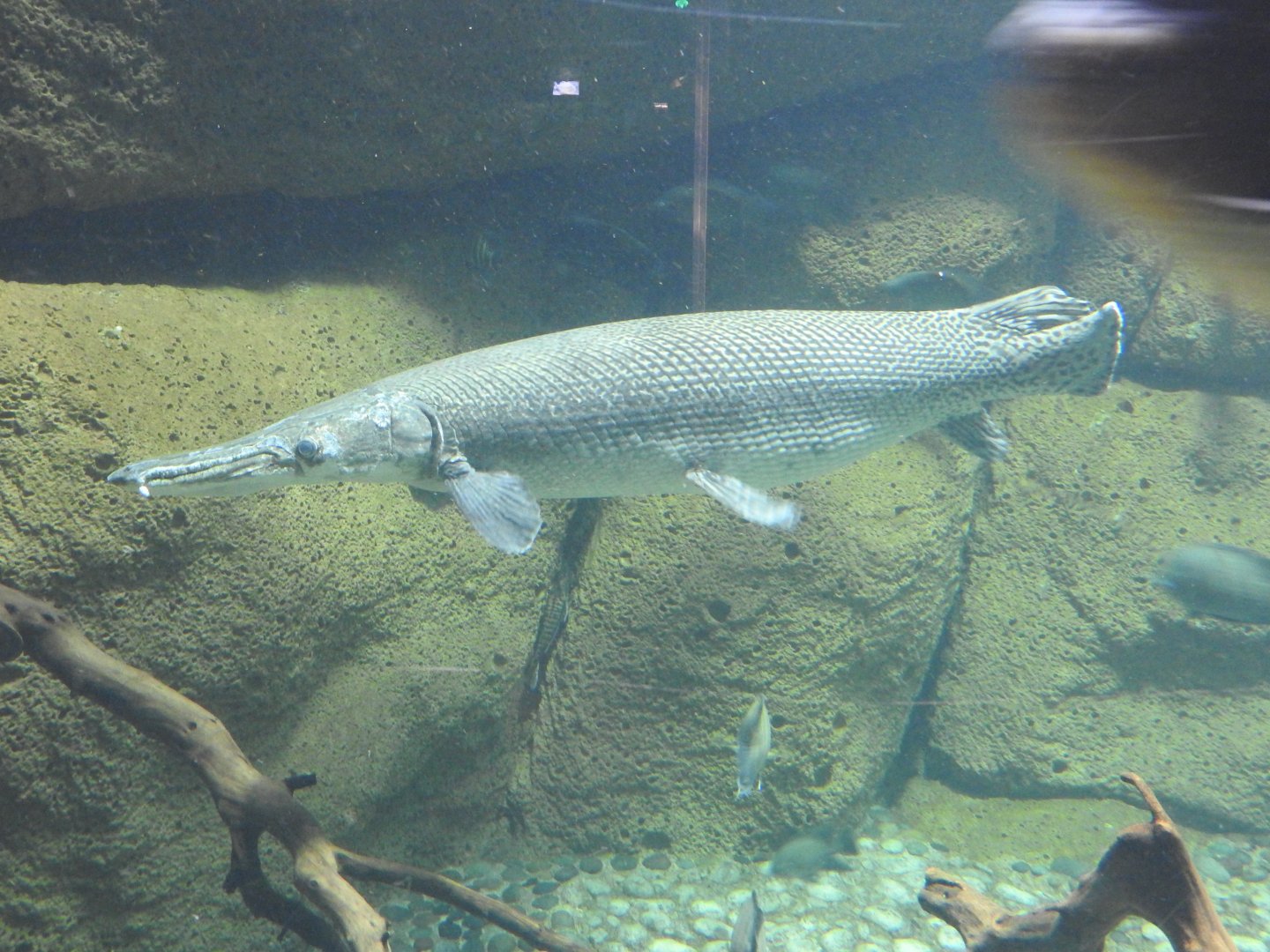 Alligator Gar