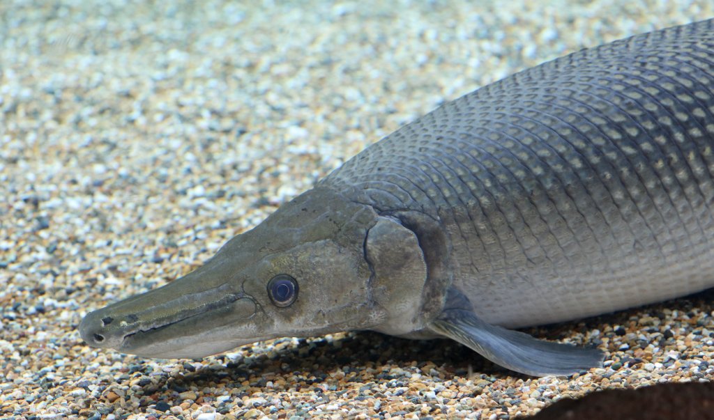 Alligator Gar