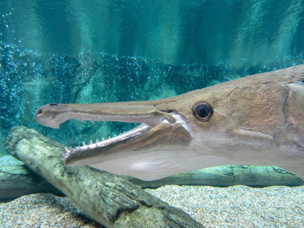 Alligator Gar
