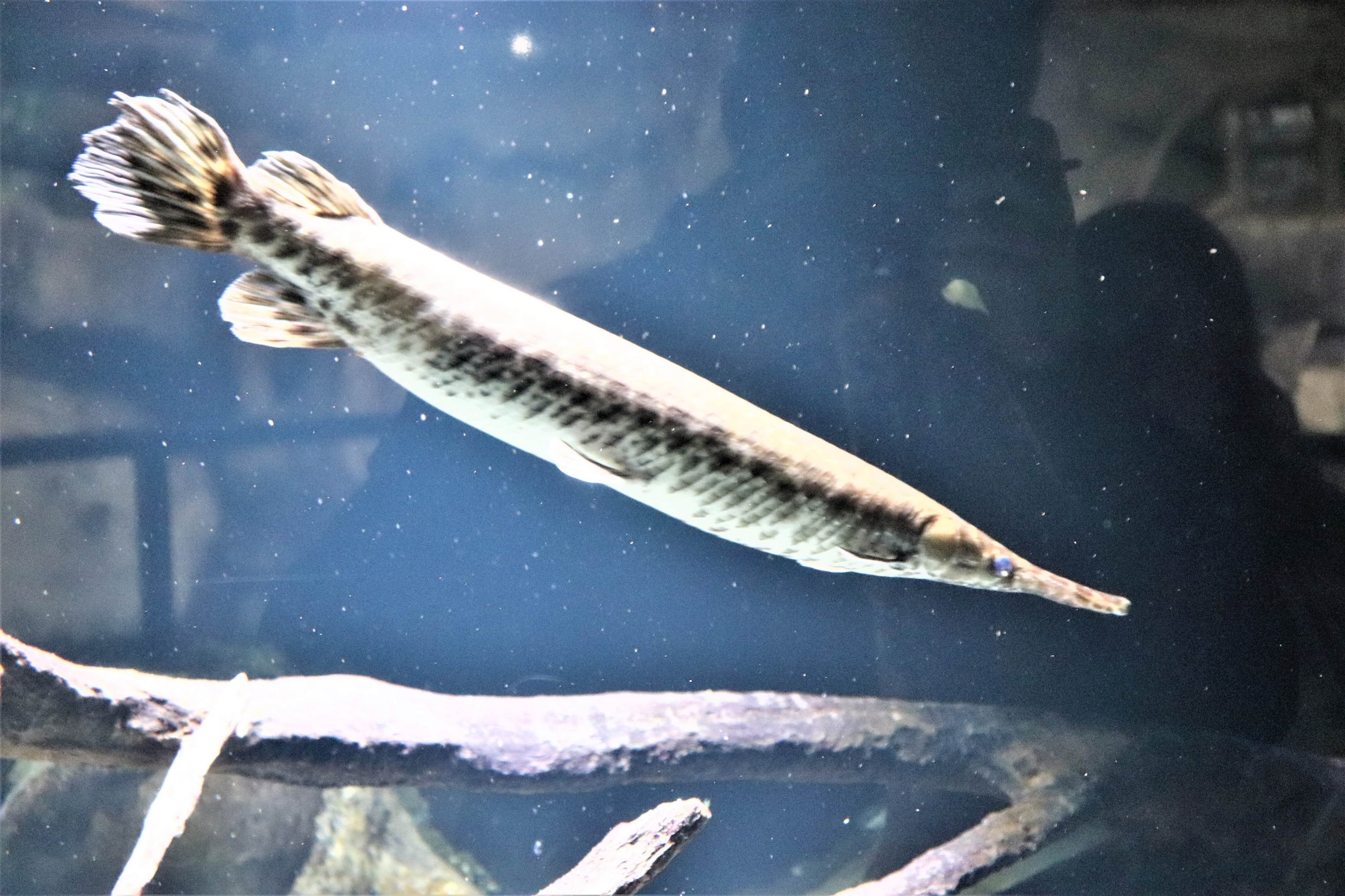 Alligator Gar?