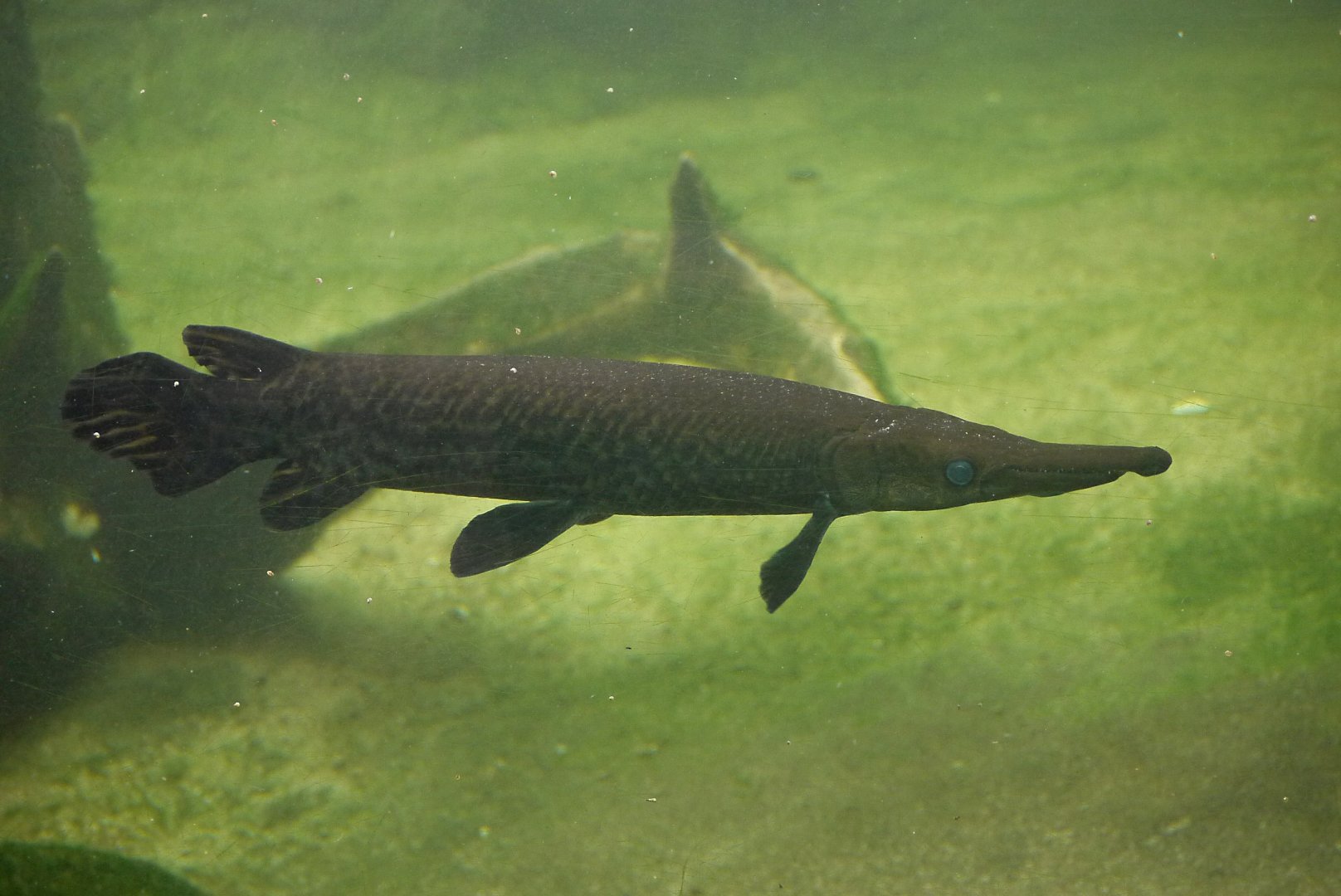 Alligator Gar