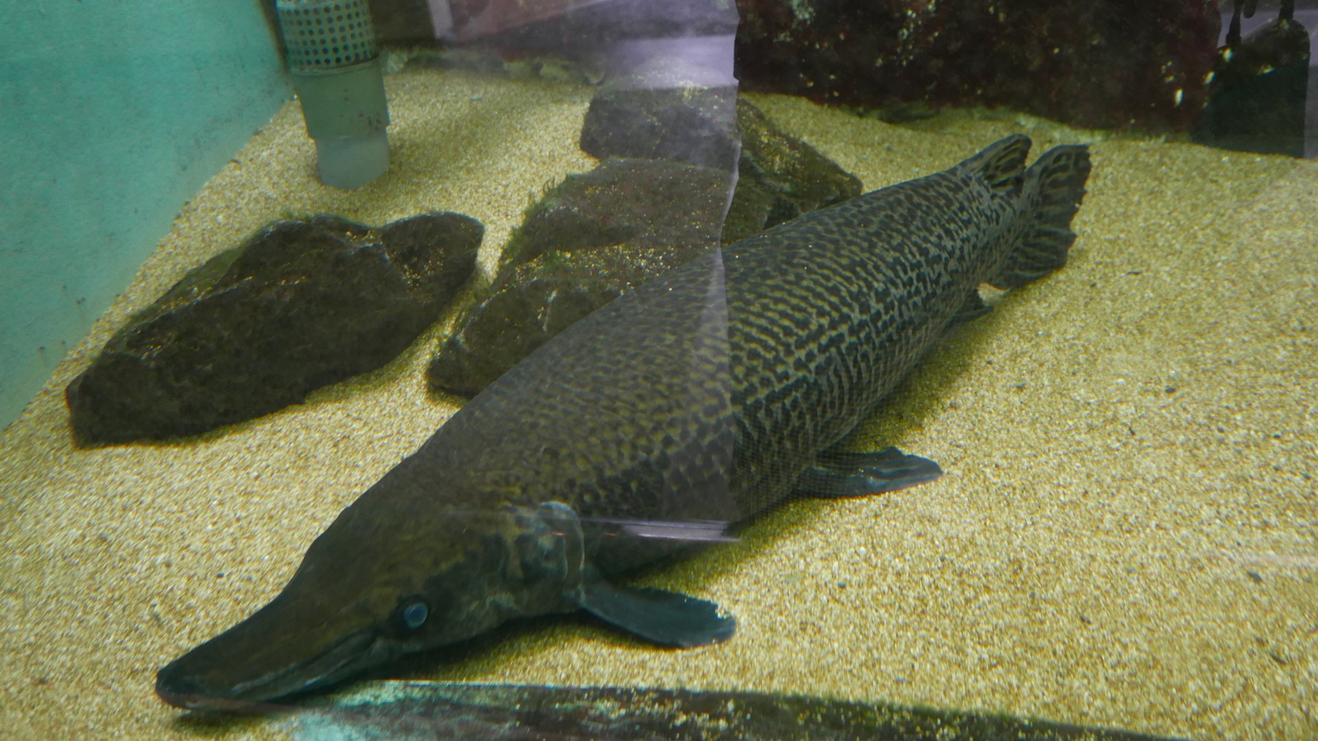 Alligator Gar