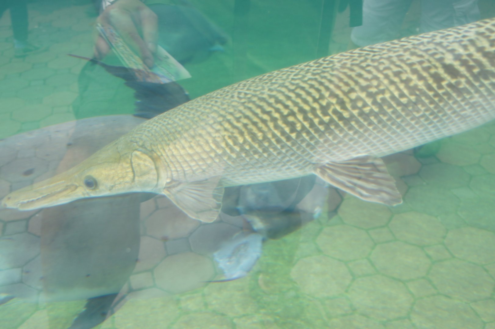 Alligator Gar