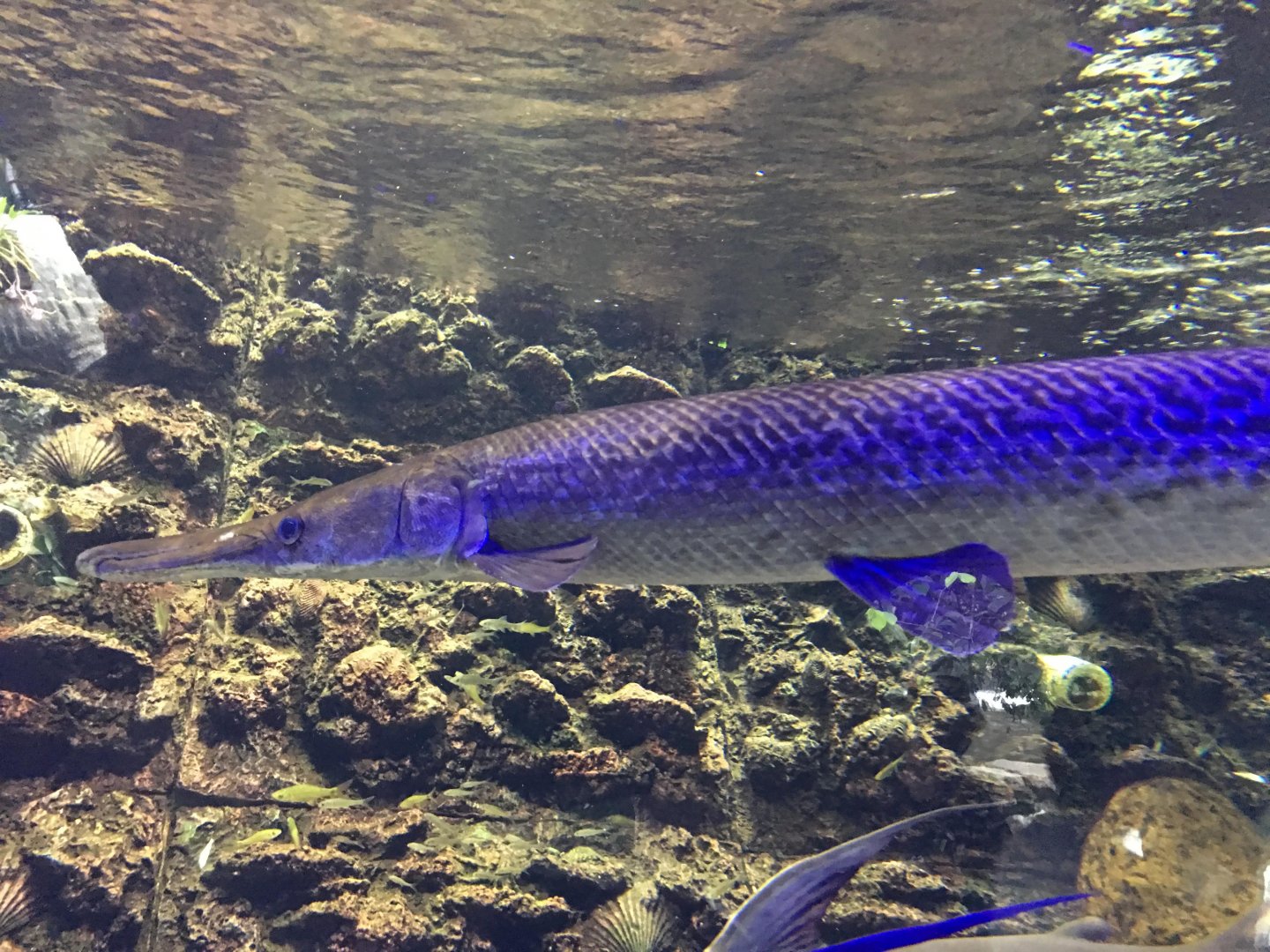 Alligator Gar