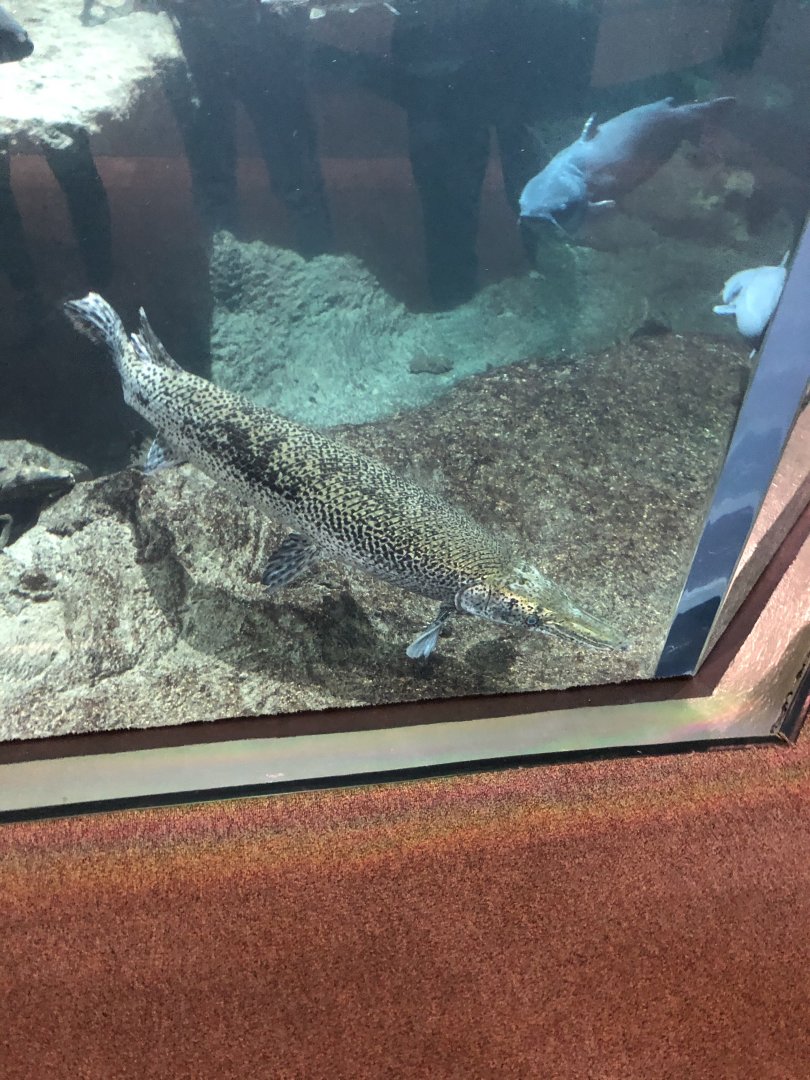 Alligator Gar