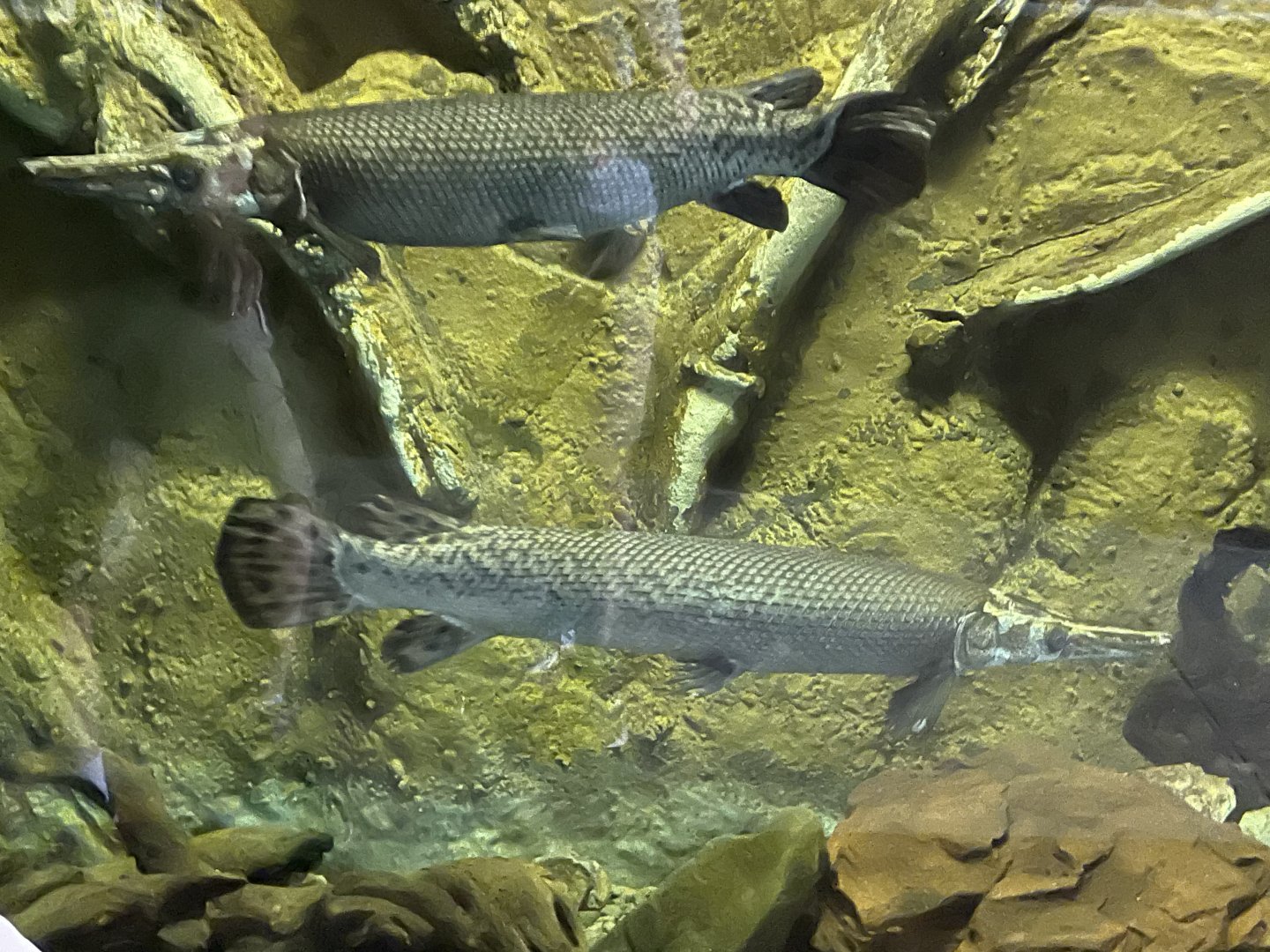 Alligator Gar