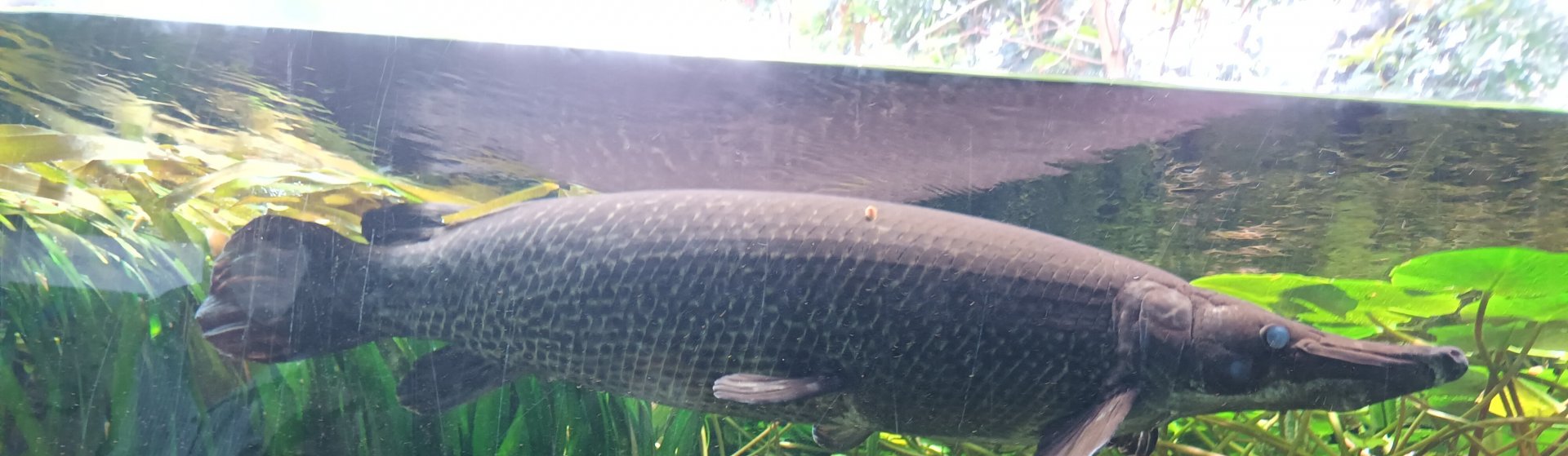 Alligator Gar