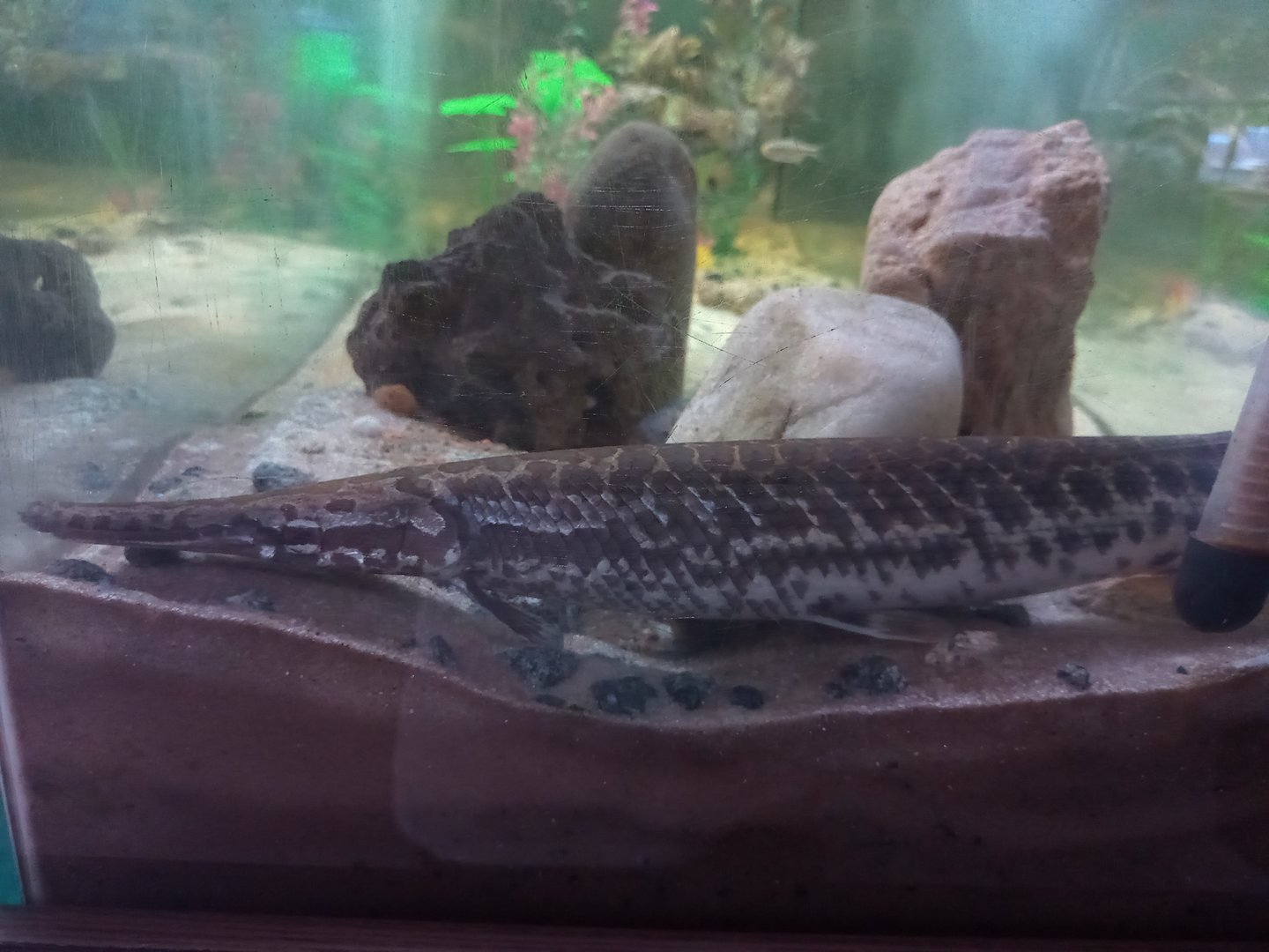 Alligator gar
