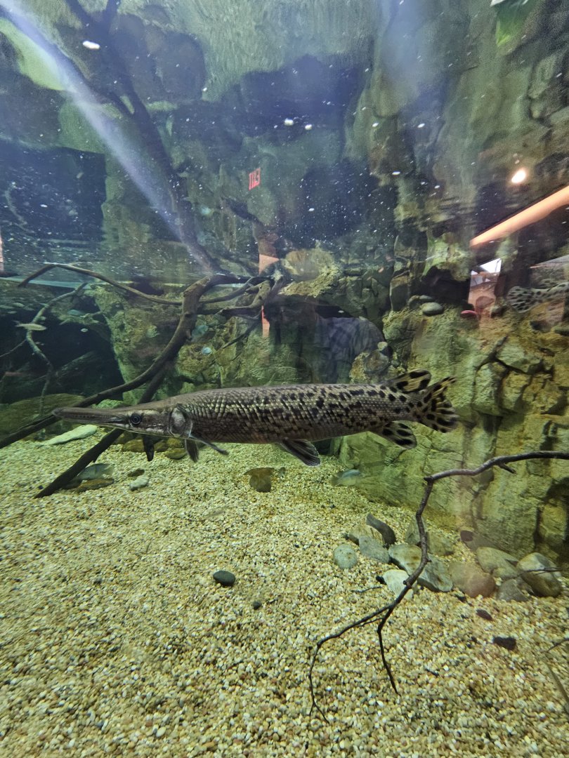 Alligator Gar