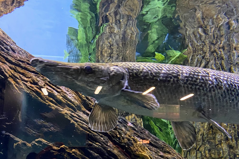Alligator Gar