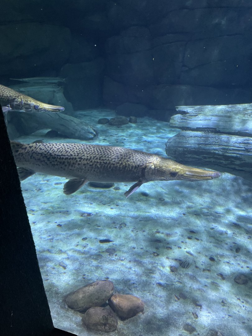 Alligator Gar