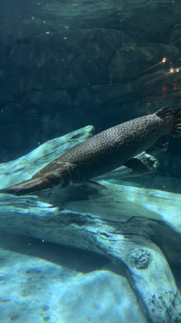 Alligator Gar
