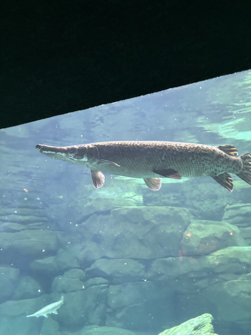 Alligator Gar
