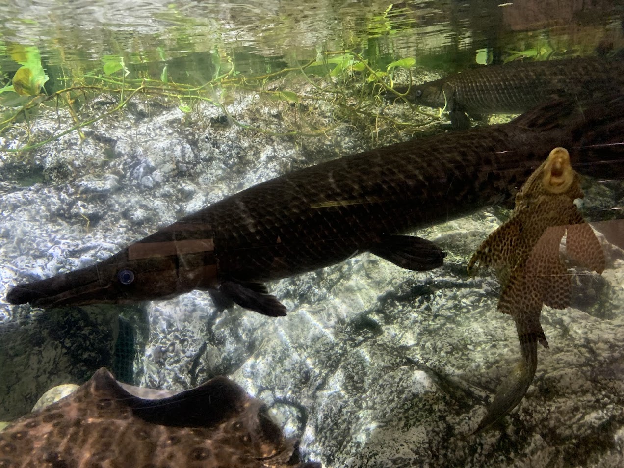 Alligator gar