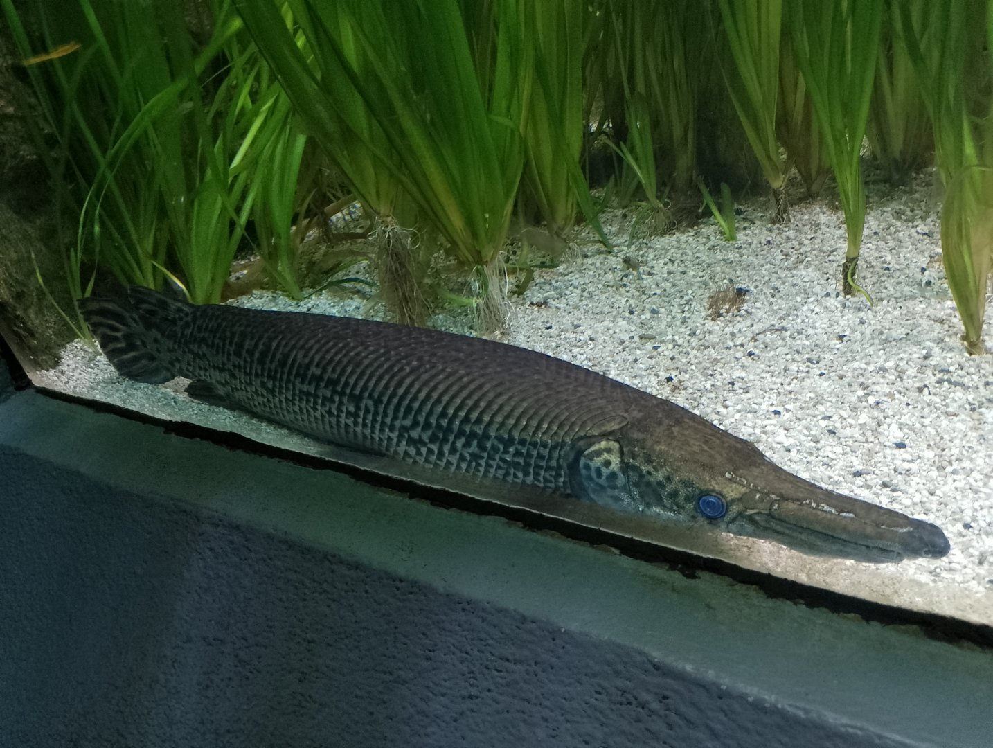Alligator gar