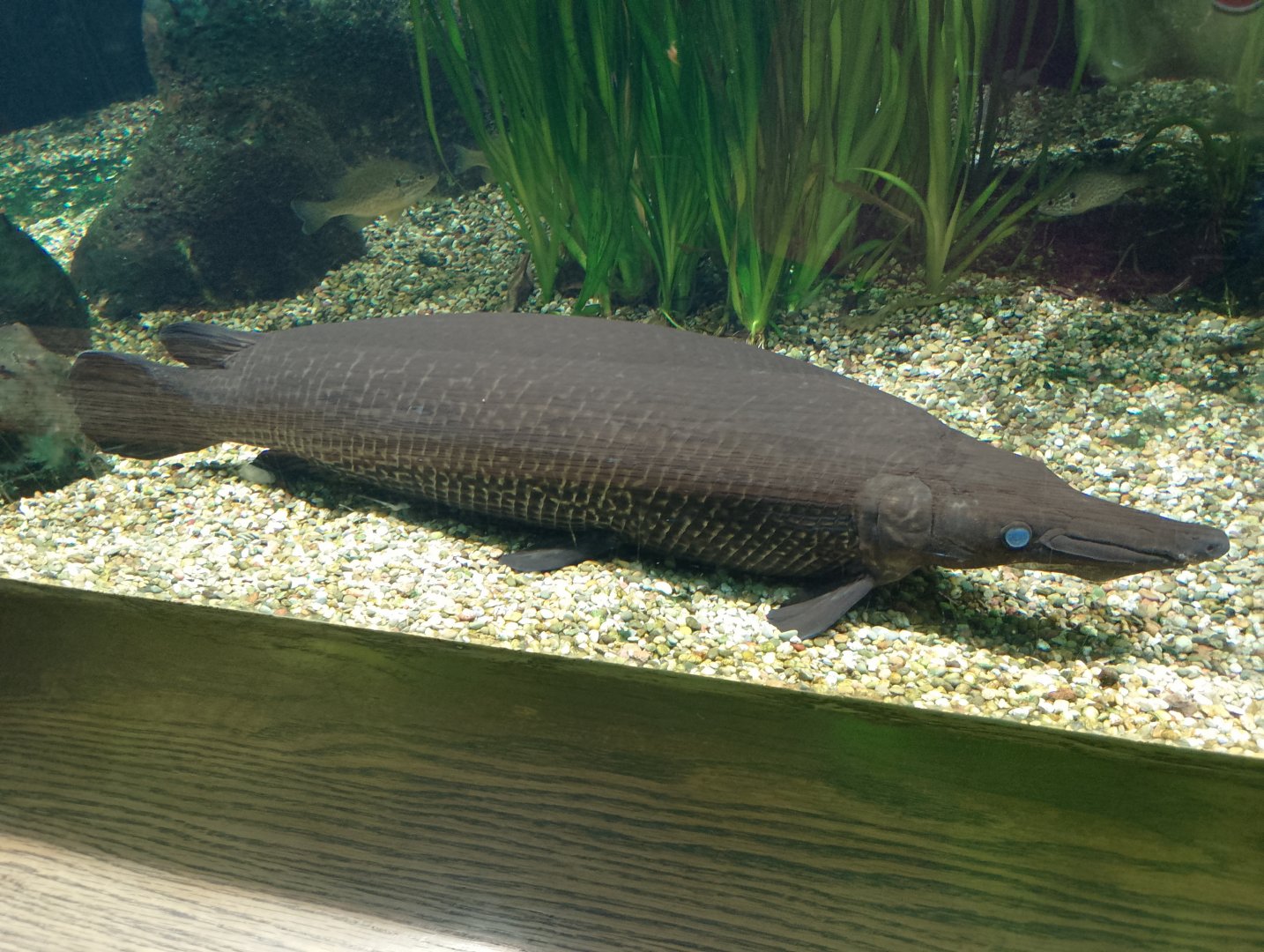 Alligator gar