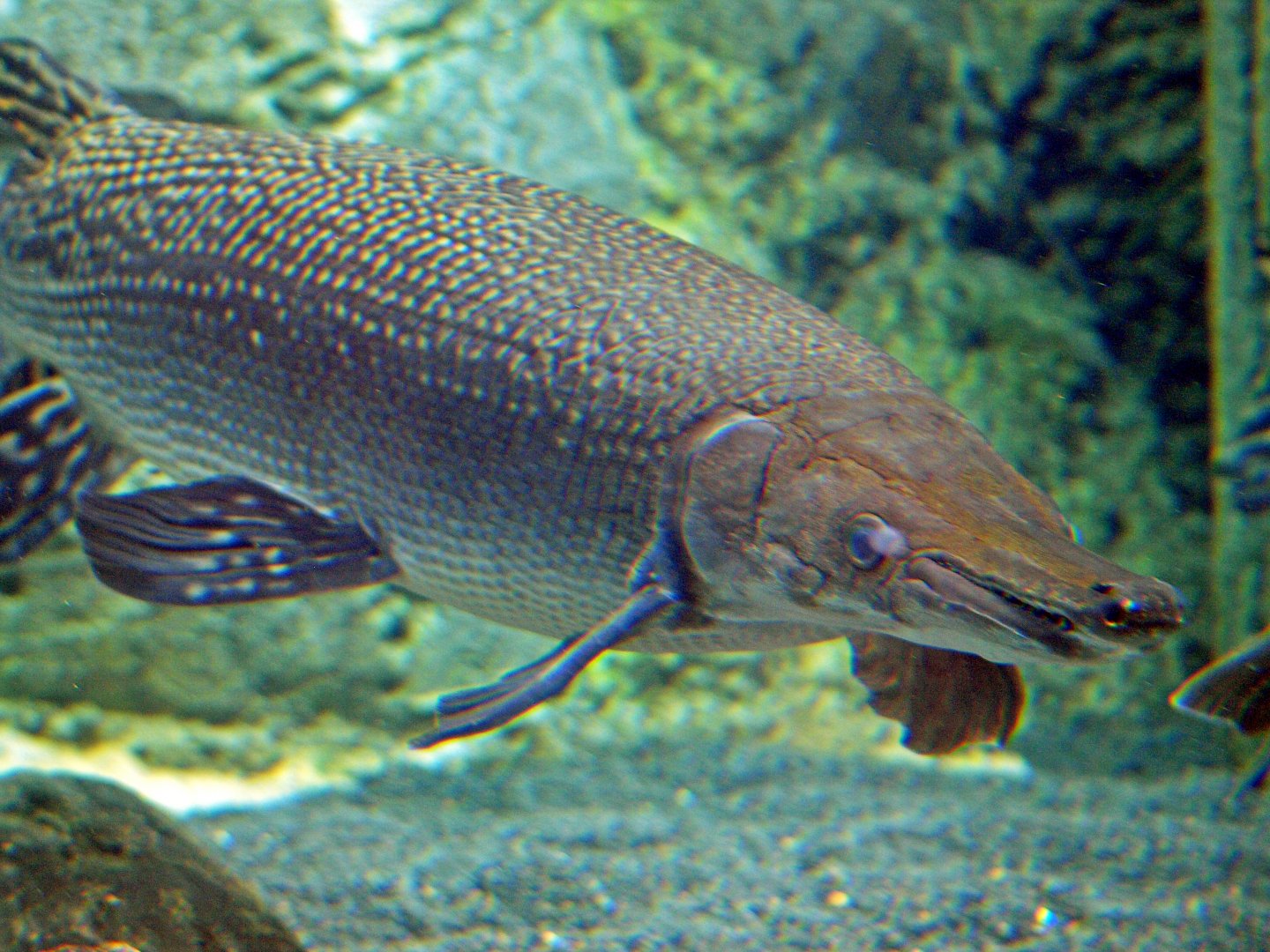 Alligator gar