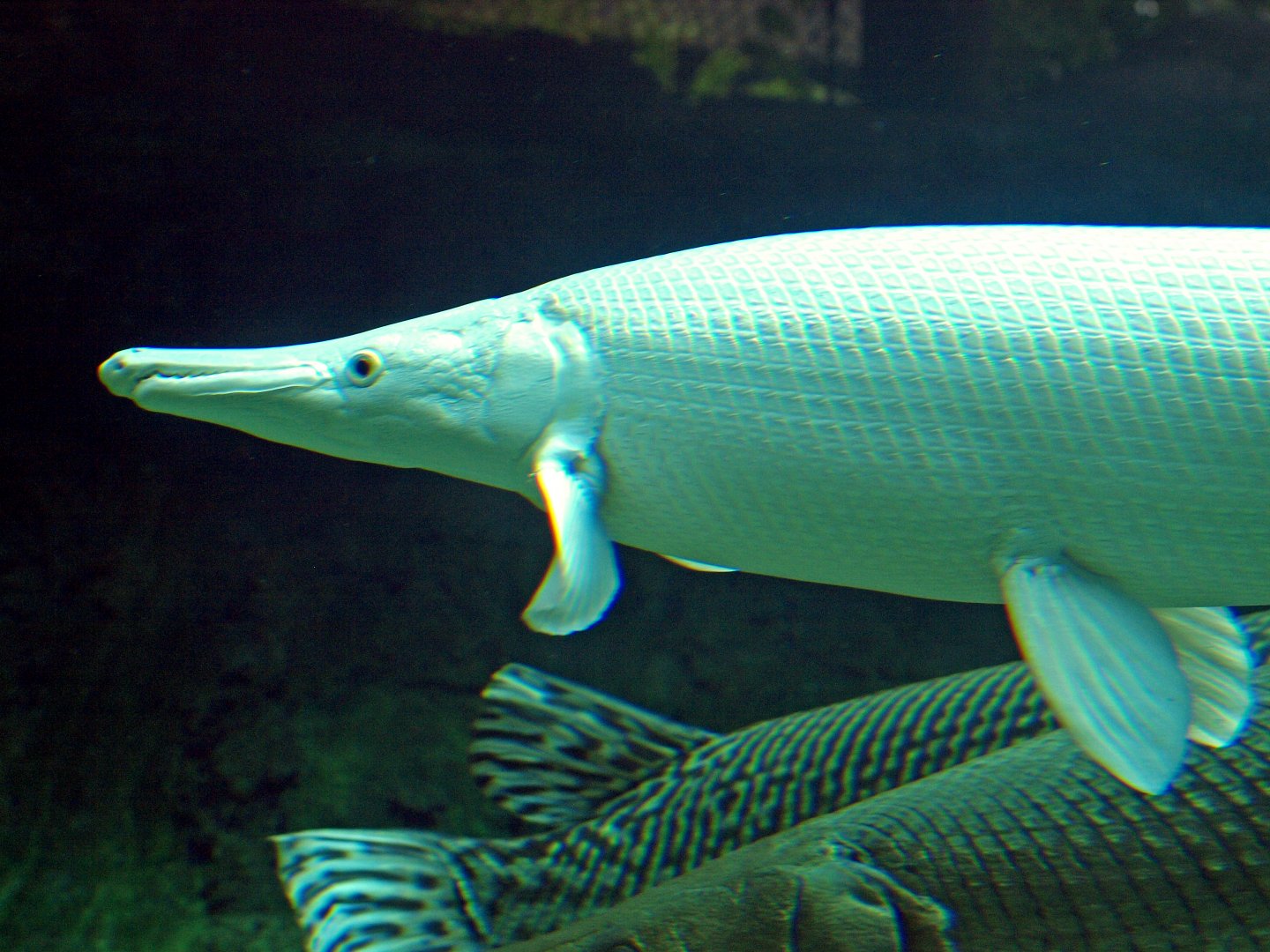 Alligator gar