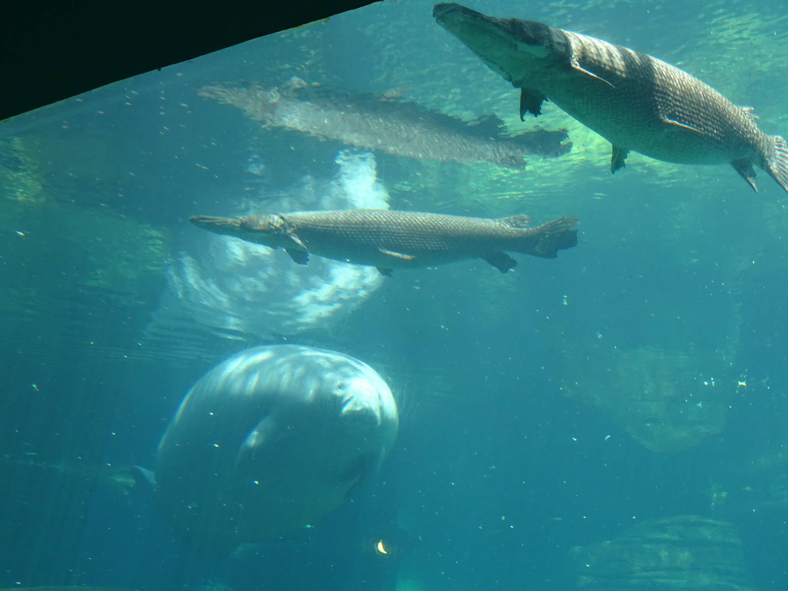 Alligator Gars and Manatee at SeaWorld Orlando