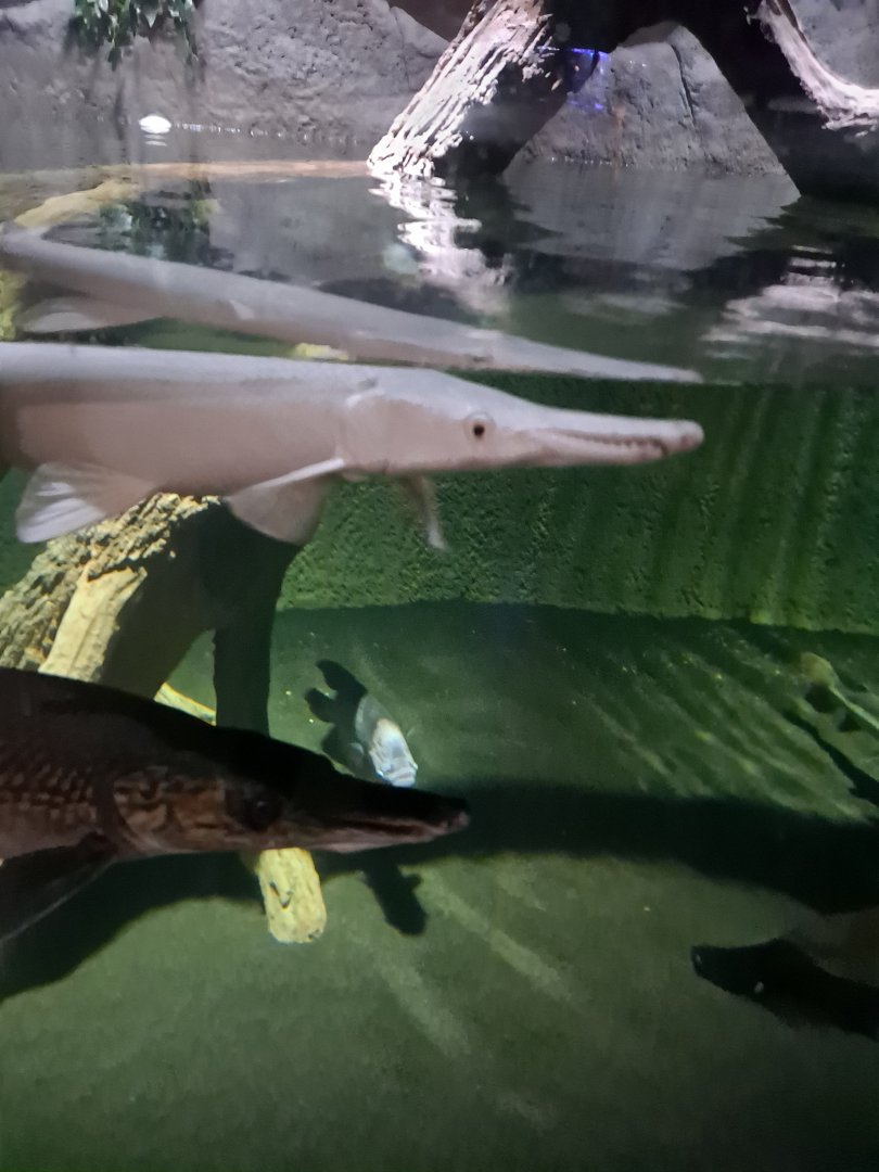 Alligator Gars/Giant Gouramis ("Giant Predator Fish" Tank, (4/19/25)