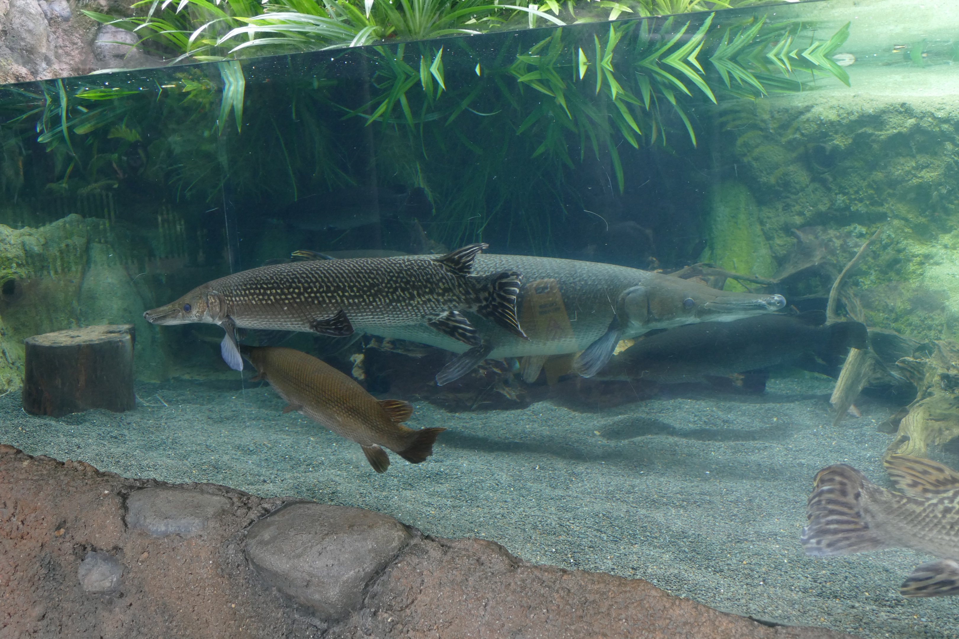 Alligator gar's