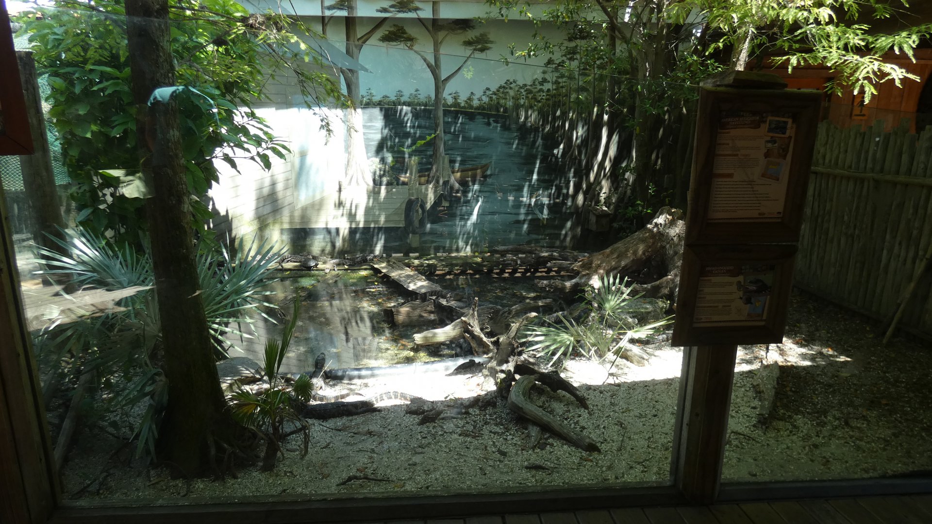 Alligator Hatchling Exhibit - June 2022