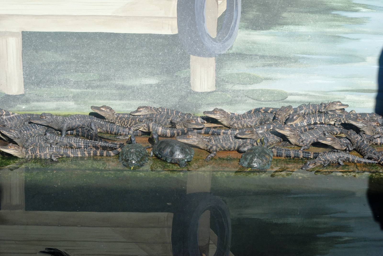 Alligator Hatchlings and Red-eared Sliders at St. Augustine, 11/10/13