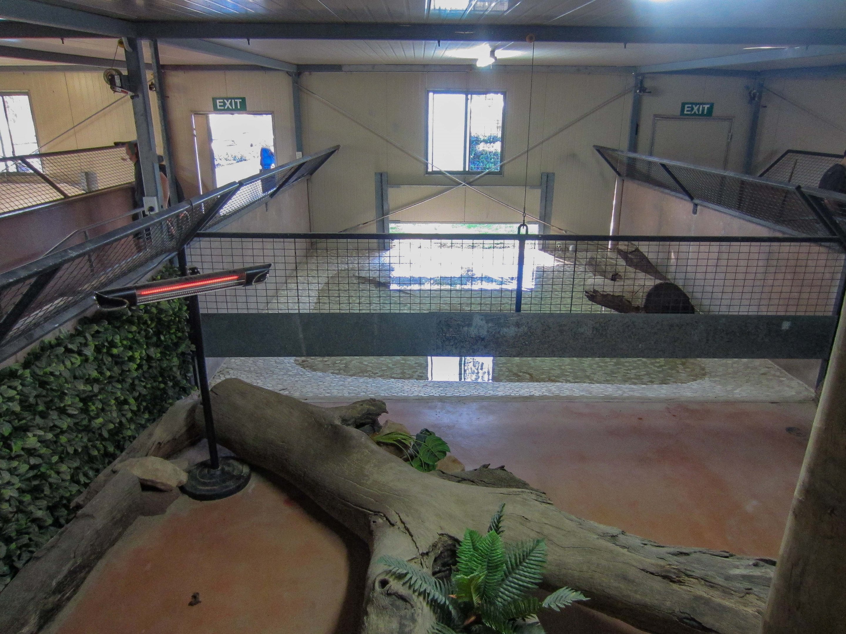 Alligator indoor area
