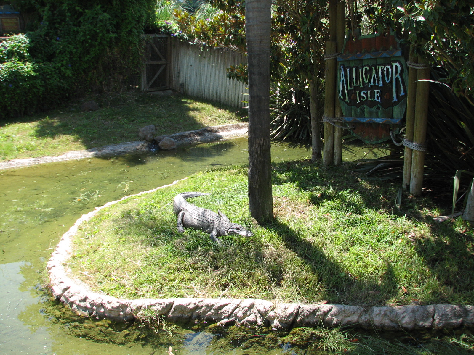 Alligator Isle - American Alligator