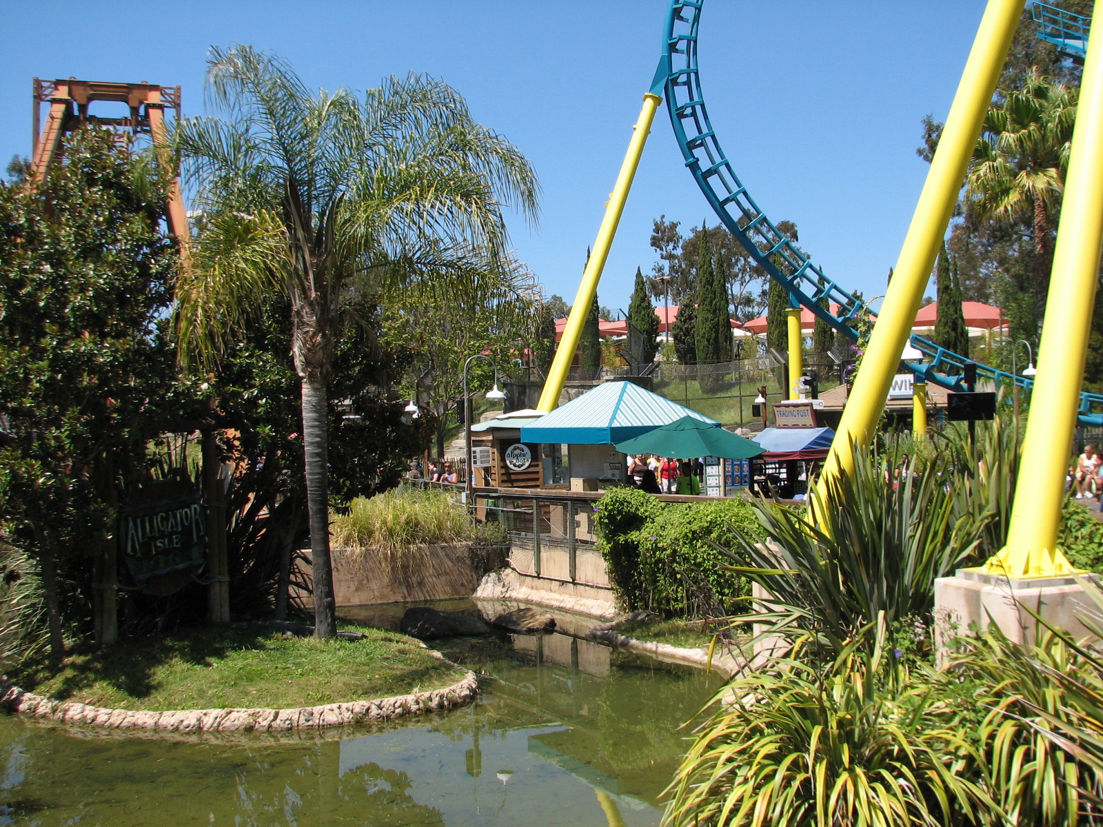 Alligator Isle - American Alligator