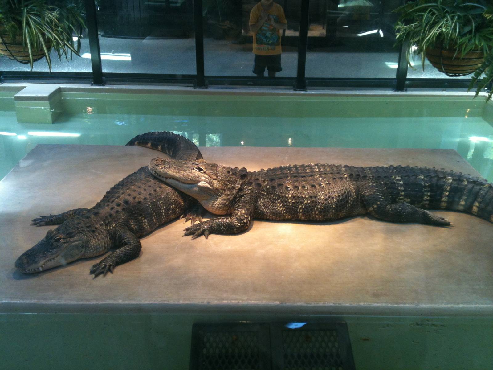 Alligator. June 2012
