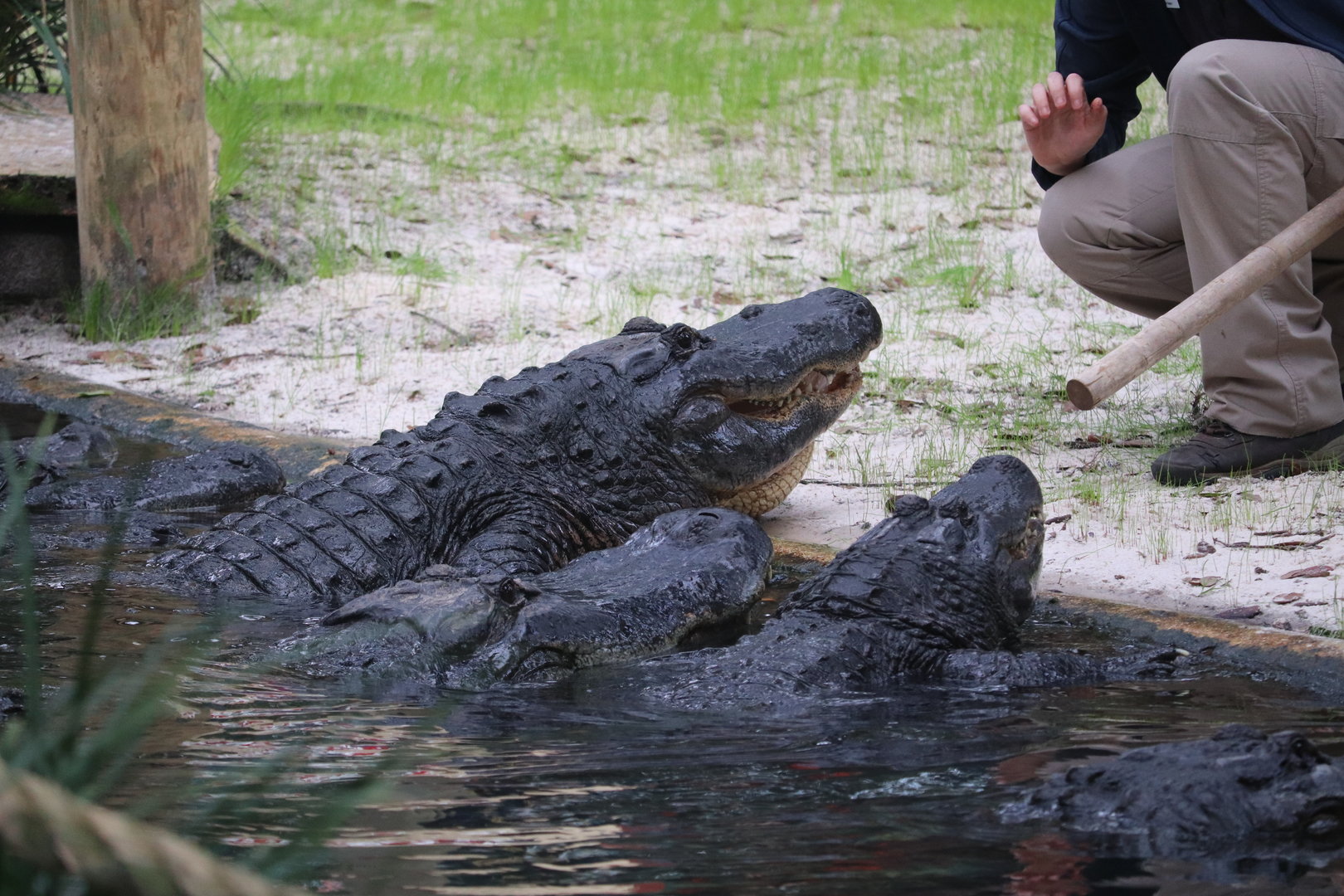Alligator Lagoon - American Alligator