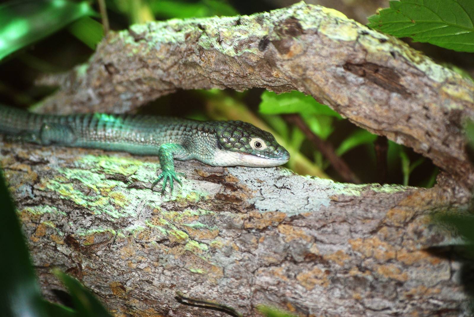 Alligator Lizard at Miami, 12/10/13