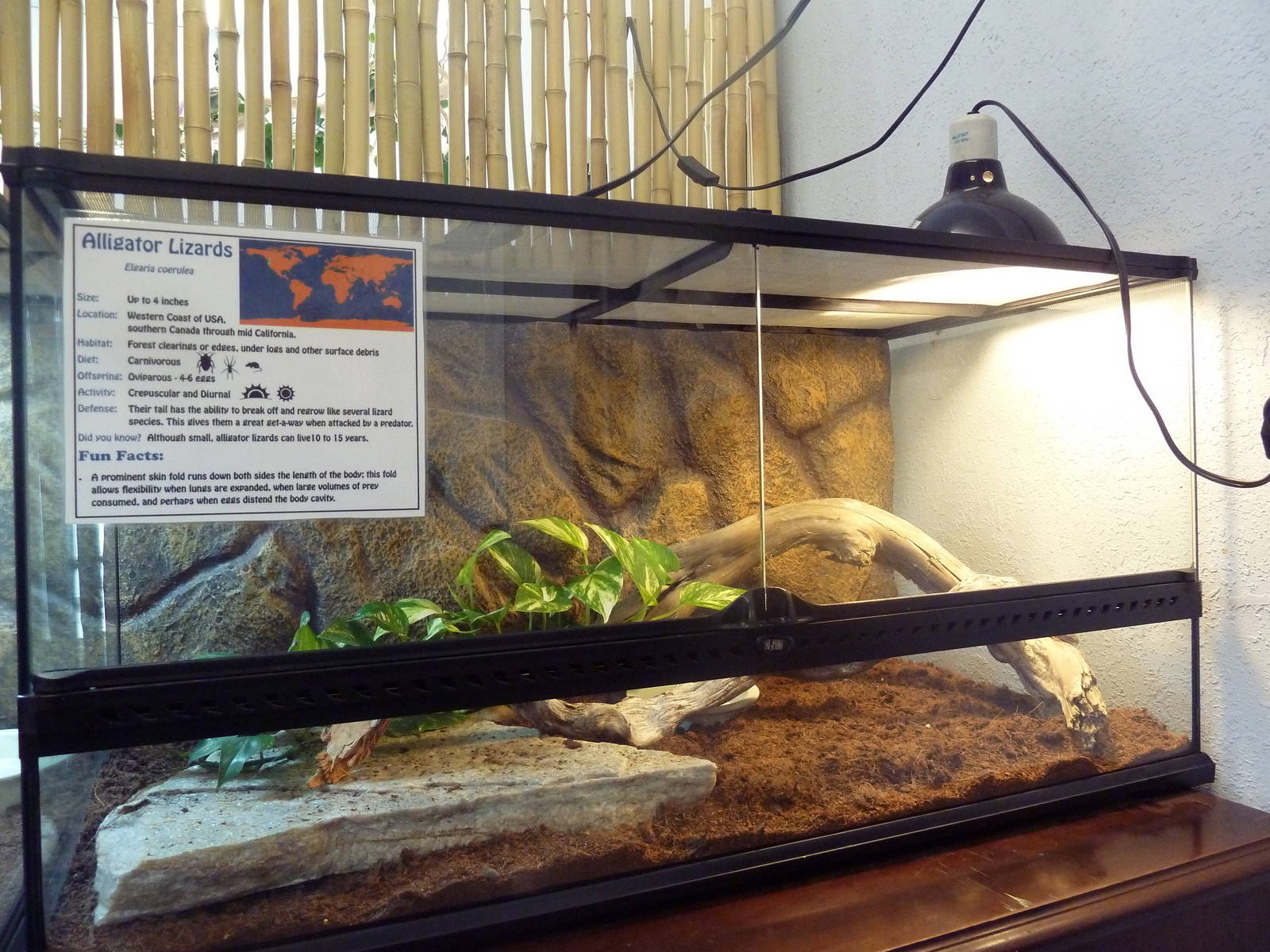 Alligator Lizard Exhibit