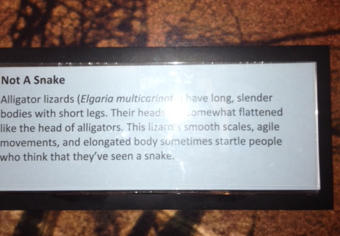 Alligator lizard sign