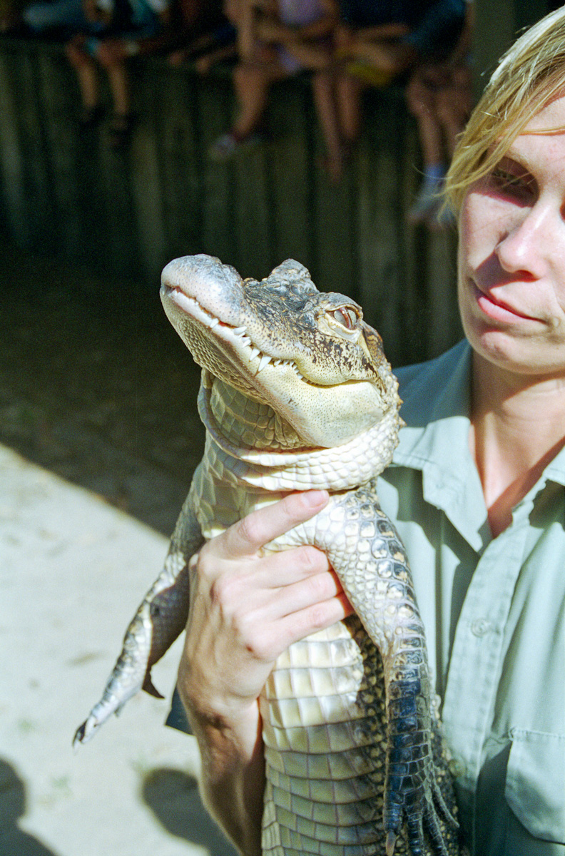 Alligator - March 1999