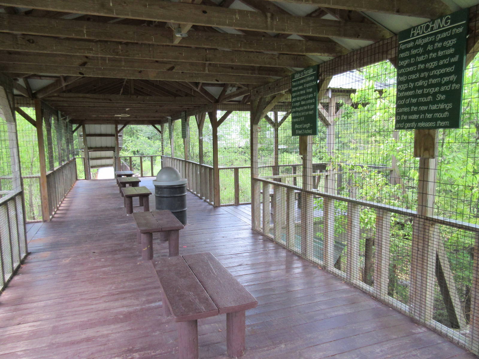 Alligator Marsh - Viewing Deck