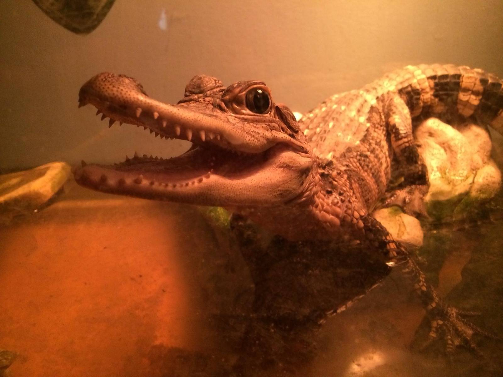 Alligator mississippiensis, American Alligator